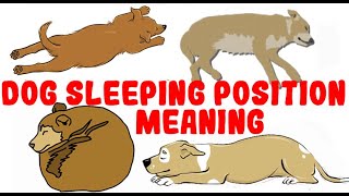 What Your Dog&#39;s Sleeping Position Reveals About Their Personality, Health and Character