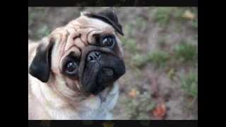 Sex Pistols ~ Lonely Boy