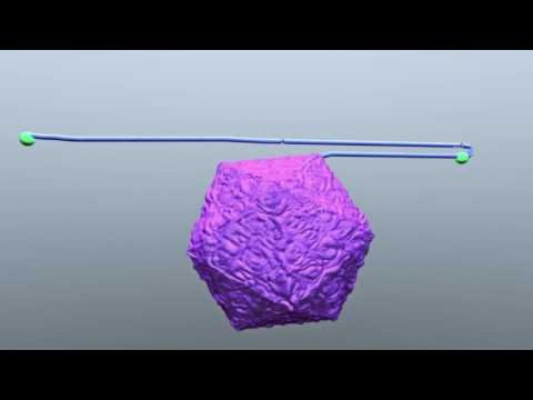 Figure 4. Parvovirus Replication Pathway