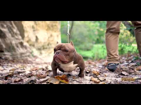 download lagu mp3 mp4 Baby Sushi, download lagu Baby Sushi gratis, unduh video klip Baby Sushi