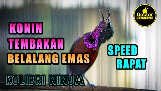 Download lagu KONIN TEMBAKAN BELALANG EMAS GACOR FULL ISIAN NEMBAK | PANCINGAN AMPUH KOLIBRI NINJA BAHAN IJOAN mp3