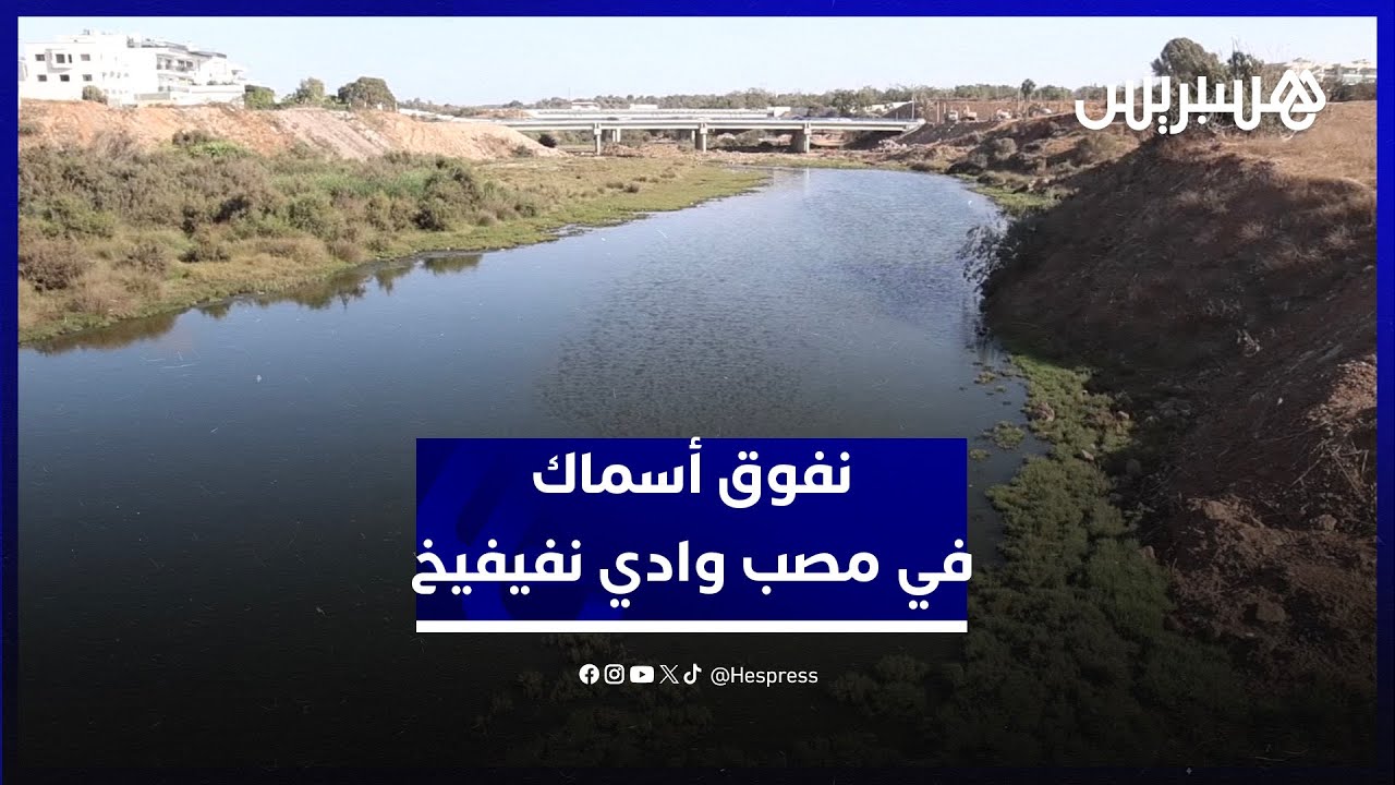 نفوق أسماك في مصب وادي نفيفخ يطلق دعوات للتحقيق.في مسببات تلوث الواد thumbnail