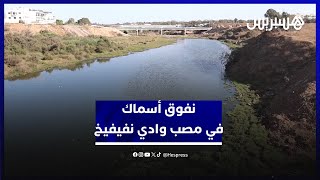 نفوق أسماك في مصب وادي نفيفخ يطلق دعوات للتحقيق.في مسببات تلوث الواد thumbnail