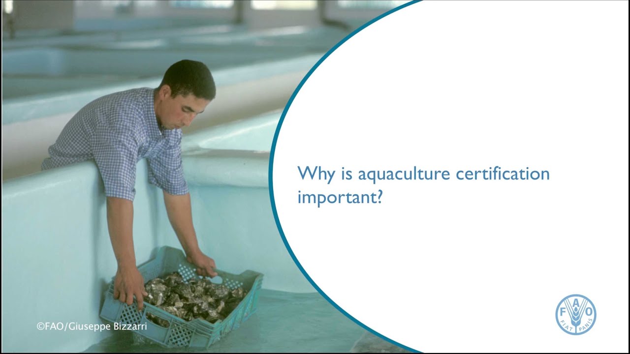 Why is aquaculture certification important?