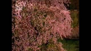 JR東海 そうだ京都行こう 天龍寺 30秒