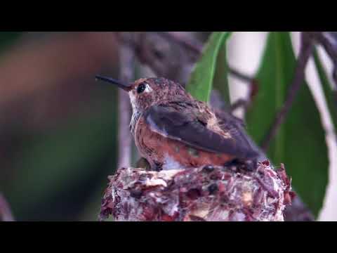 Rick's 2018 Spring Report for Crystal Cove State Park