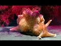 Facts: The Sea Hare