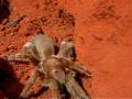 Barking Spider