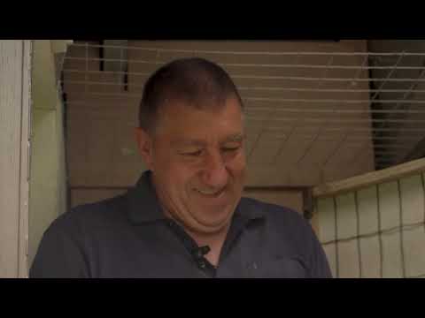 Post de pigeon: Duivenvolkstuin