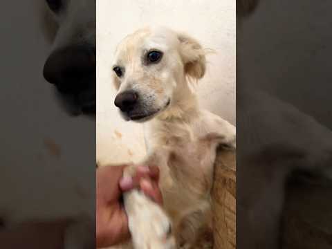 Tito y Lola jugando 💕 #vlog #asmr #animalesincreibles #dogs #shorts #perros #cachorros #dogshorts