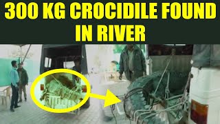 Crocodile weighing 300-kilogram found dead in Gujarat’s Vadodara | Oneindia News