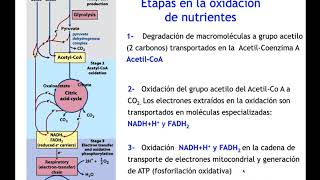 Metabolismo y Glucolisis - BCT