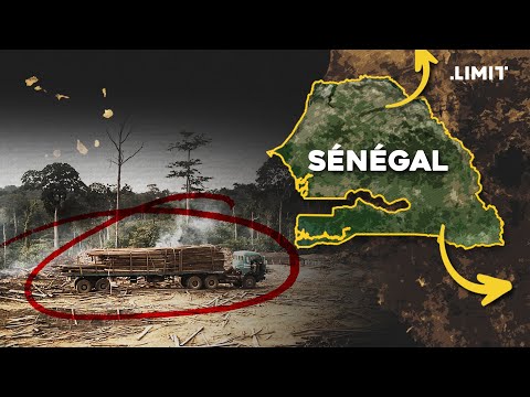 Les Racines de la déforestation au Sénégal | LIMIT #documentaire