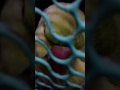 Parrot Voice Mitthu