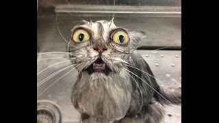 Моем кошек - кошки в обмороке.Эмоции зашкаливают/Wash cats.Eemotions going wild