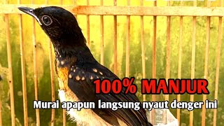 Download lagu Pancingan murai trotol dan pastol BUNYI GACOR buat murai trotol belajar bunyi murai trotol gacor 76 mp3