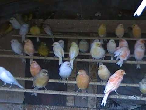 Canaries / Canarios / Color canaries/ canarios de color