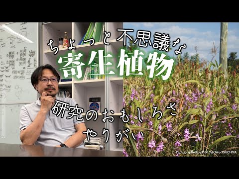 【研究室紹介】植物だけれどまるで動物！？寄生植物のおもしろさ、研究のやりがい（制作：鵜飼明歩）