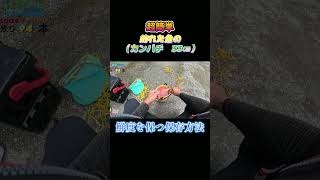 超簡単！釣った魚（カンパチ　33㎝）を鮮度を保つ方法で保存してみた。#shorts #釣り #ショアジギング