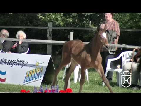 SE058CH Stutfohlen von Damon - Literat - Coronado