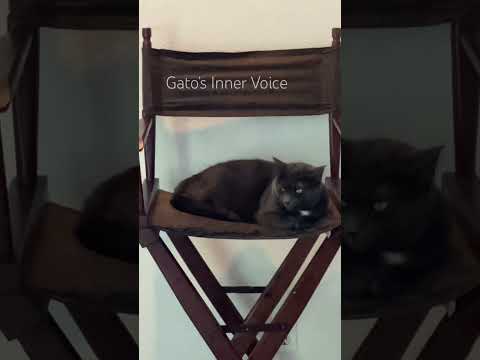 #gatosinnervoice #annoyedcat #gato #cutecats #aww #funnycat