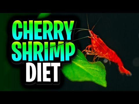 Cherry Shrimp Diet Mistakes That Beginners Make And How To Avoid Them!