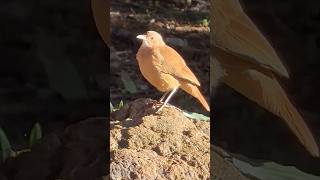 João de Barro aproveitando o sol da manhã! #aves #pássaros