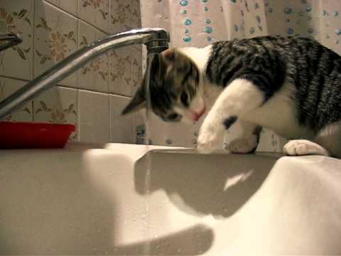 Nahla the cat drinking tap water