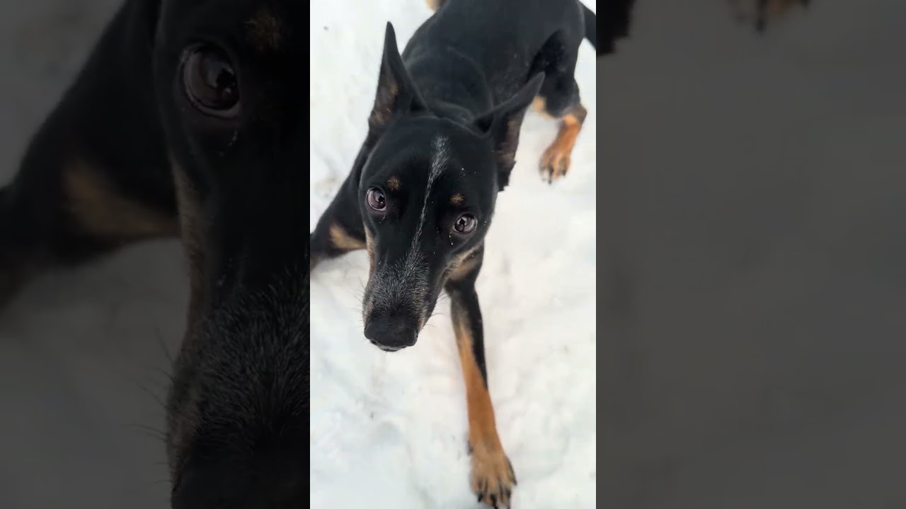 Enlarge Tina, an adopted mixed breed in Sparta, NJ video 6/6