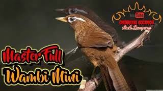 Download lagu Masteran Burung Wambi Mini Full 1 Jam Terbaru 2021 mp3 Download lagu Masteran Burung Wambi Mini Full 1 Jam Terbaru 2021 mp3