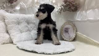 ミニチュアシュナウザーの動画01