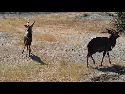 Djuma: Nyala bull pair - 07/20/19