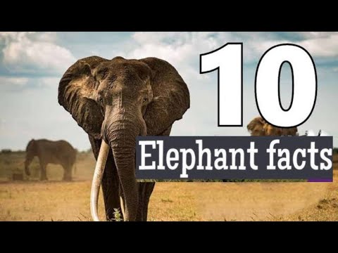 10 Interesting Facts about Elephant |Why Elephants are the best animal |Amazing facts about animals 