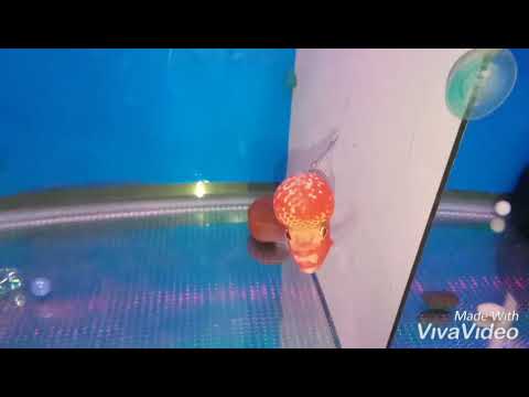 Cá la han shock body cute .0888.946.469