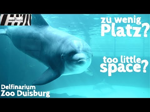 download lagu mp3 mp4 Delfinarium Deutschland, download lagu Delfinarium Deutschland gratis, unduh video klip Delfinarium Deutschland