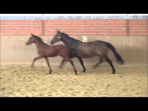 deia born 2004 sire Dolany dam sire Ehrentusch