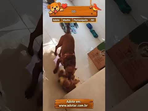 Vídeo de BB