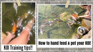 Training | How to Hand feed & pet your KOI | Tame your KOI Fish | TIPS!