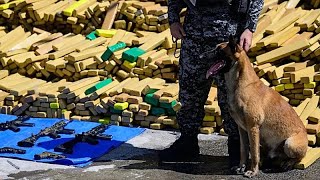 Un perro halla un récord de 48 toneladas de cannabis en una favela de Río