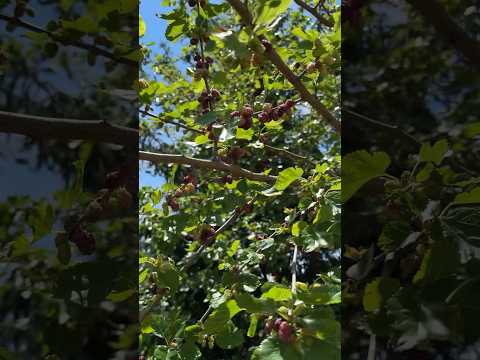 So sweet mulberry. Come over to pick up #mulberry #rural