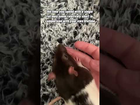 How I Deal With My Pet Rats’ Short Lifespans
