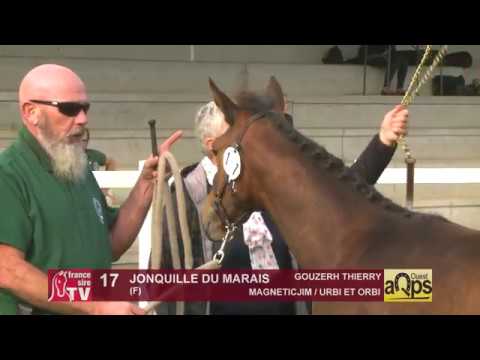Show Aqps Ouest 2019 : Lot 17 - JONQUILLE DU MARAIS