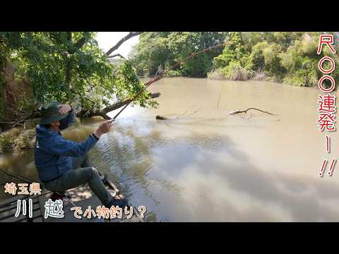 尺〇〇連発は面白すぎー！！ 埼玉県 川越で小物釣り？