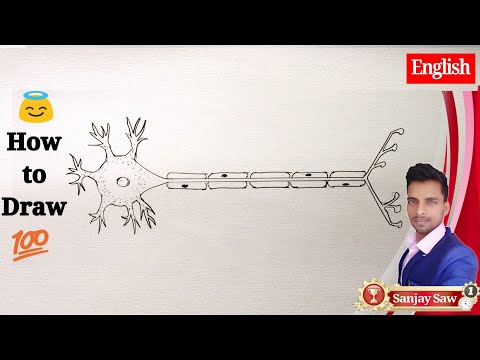 How to draw Neuron ! Video