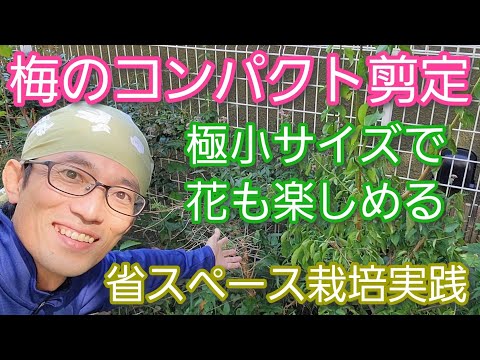 梅・梅の木 植物