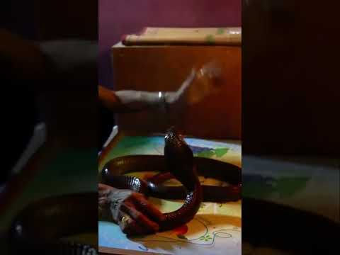 Le cobra royal est le plus dangereux de tous les serpents