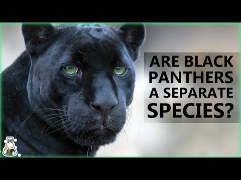 Are Black Panthers Really A Separate Species?