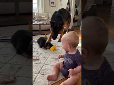 Cute little animals #dog#kucing#baby