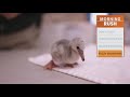 Fort Worth Zoo Announces 17 Lesser Flamingo Chicks Have Hatched