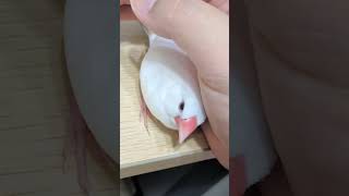 手から離れたくないピーコ✋️ #文鳥